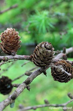 Mature seed cones